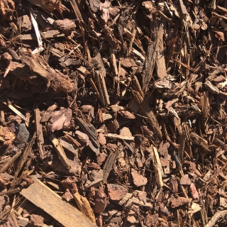 Walk on Fir Bark